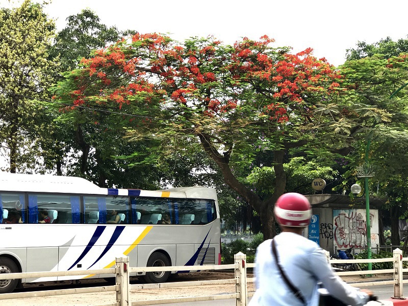 Chẳng cần đi xa, cũng có một "thành phố hoa phượng đỏ" giữa lòng Hà Nội chang can di xa cung co mot thanh pho hoa phuong do giua long ha noi