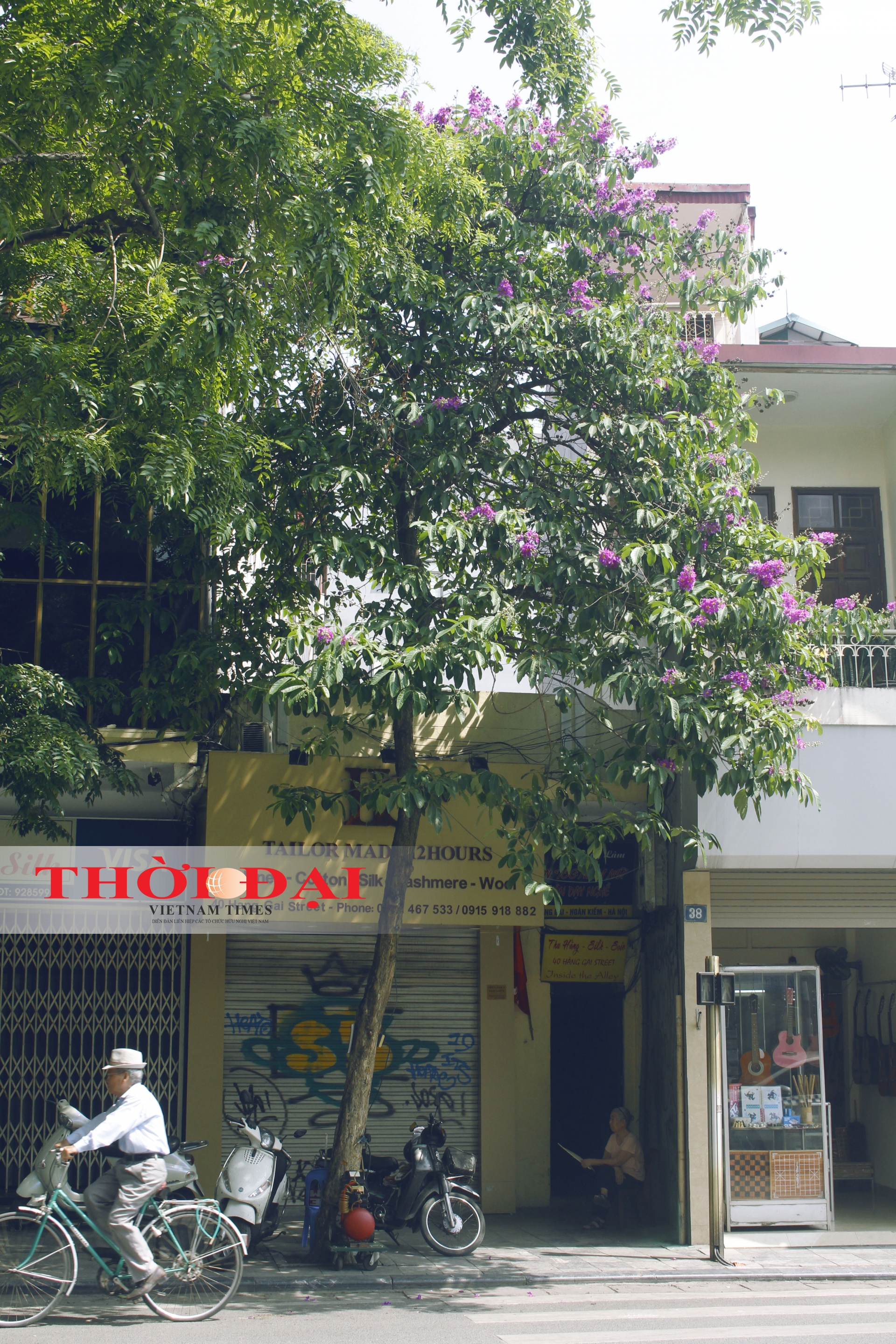 Rợp trời sắc tím bằng lăng giữa lòng Hà Nội chum anh sac tim bang lang giua long ha noi