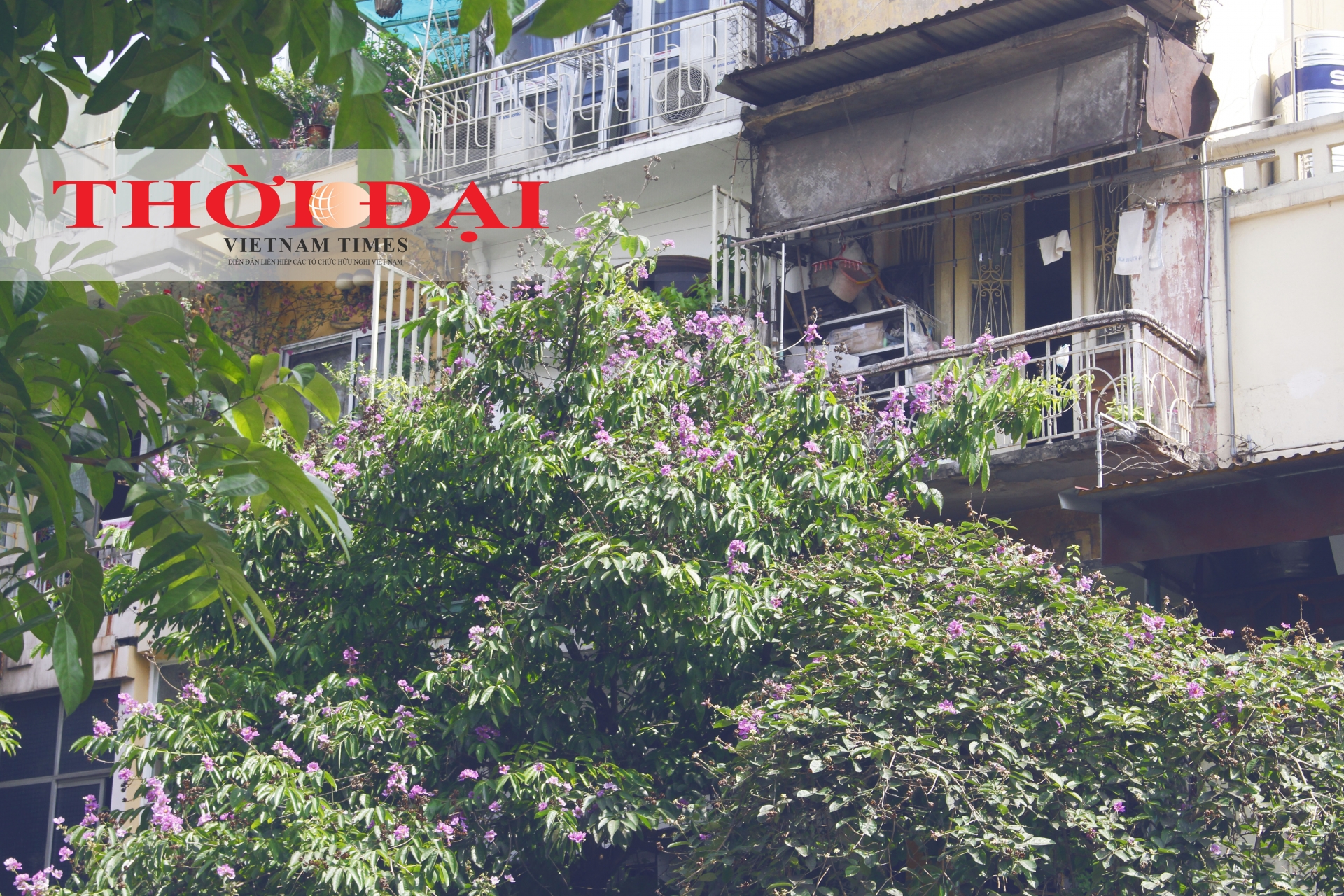 Rợp trời sắc tím bằng lăng giữa lòng Hà Nội chum anh sac tim bang lang giua long ha noi
