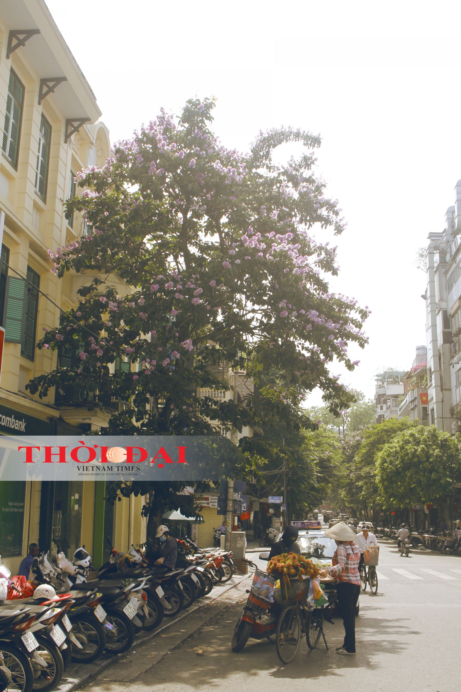 Rợp trời sắc tím bằng lăng giữa lòng Hà Nội chum anh sac tim bang lang giua long ha noi