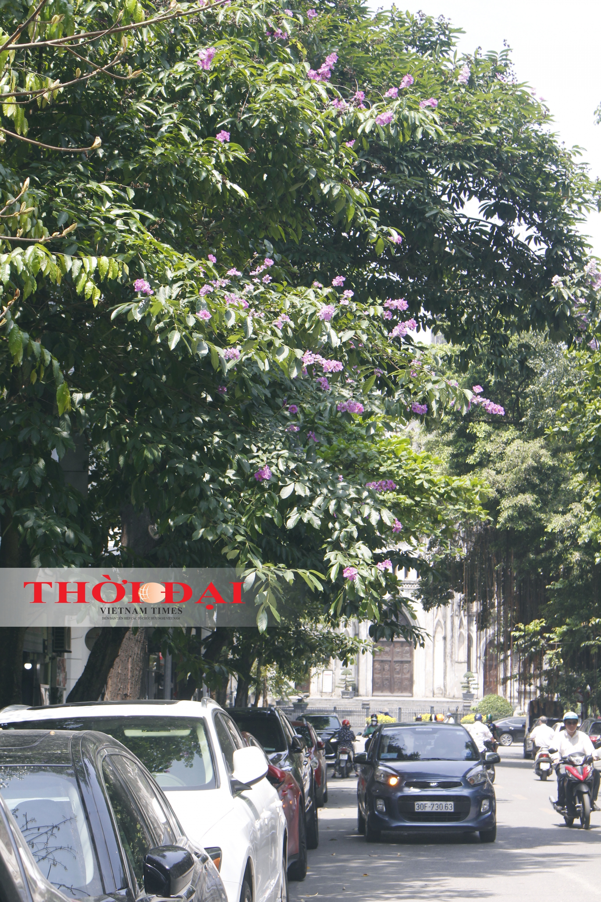 Rợp trời sắc tím bằng lăng giữa lòng Hà Nội chum anh sac tim bang lang giua long ha noi