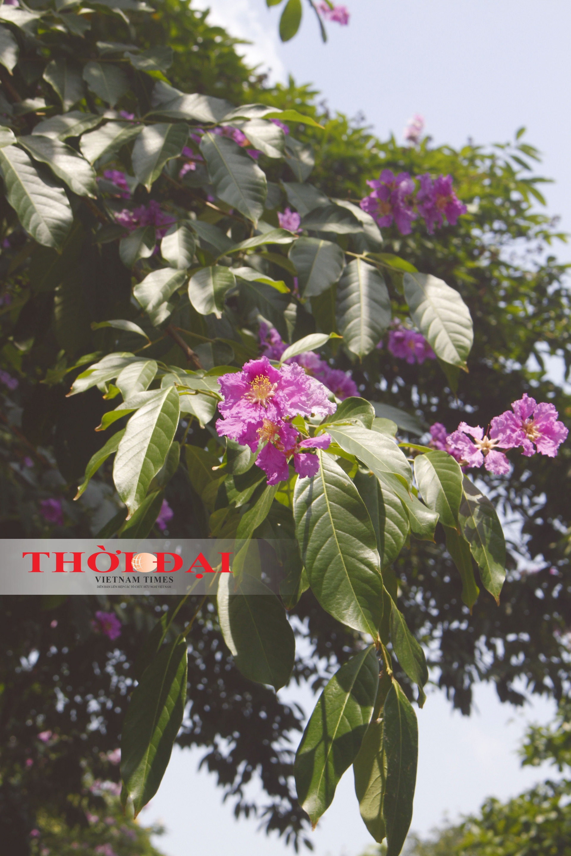 Rợp trời sắc tím bằng lăng giữa lòng Hà Nội chum anh sac tim bang lang giua long ha noi