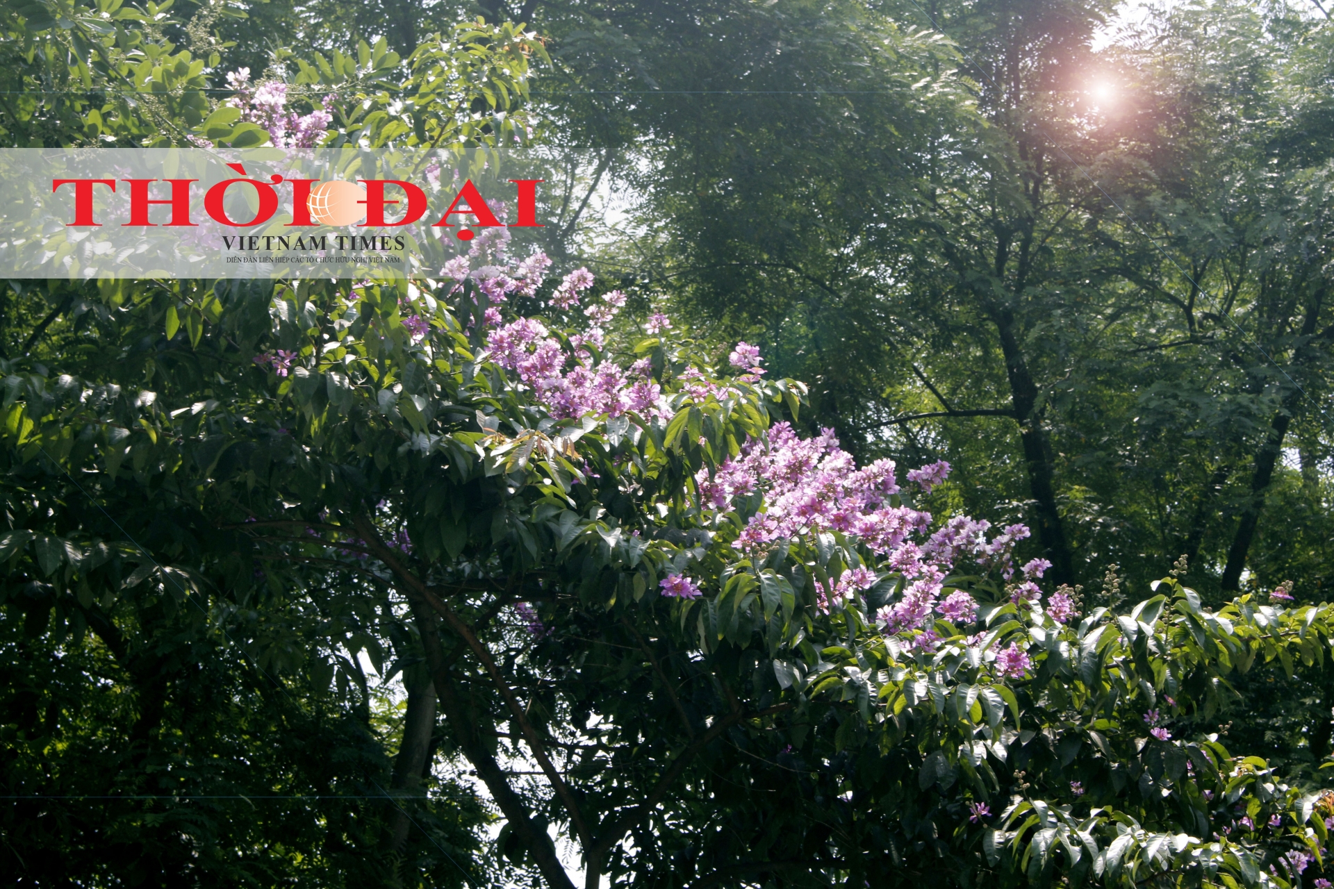 Rợp trời sắc tím bằng lăng giữa lòng Hà Nội chum anh sac tim bang lang giua long ha noi