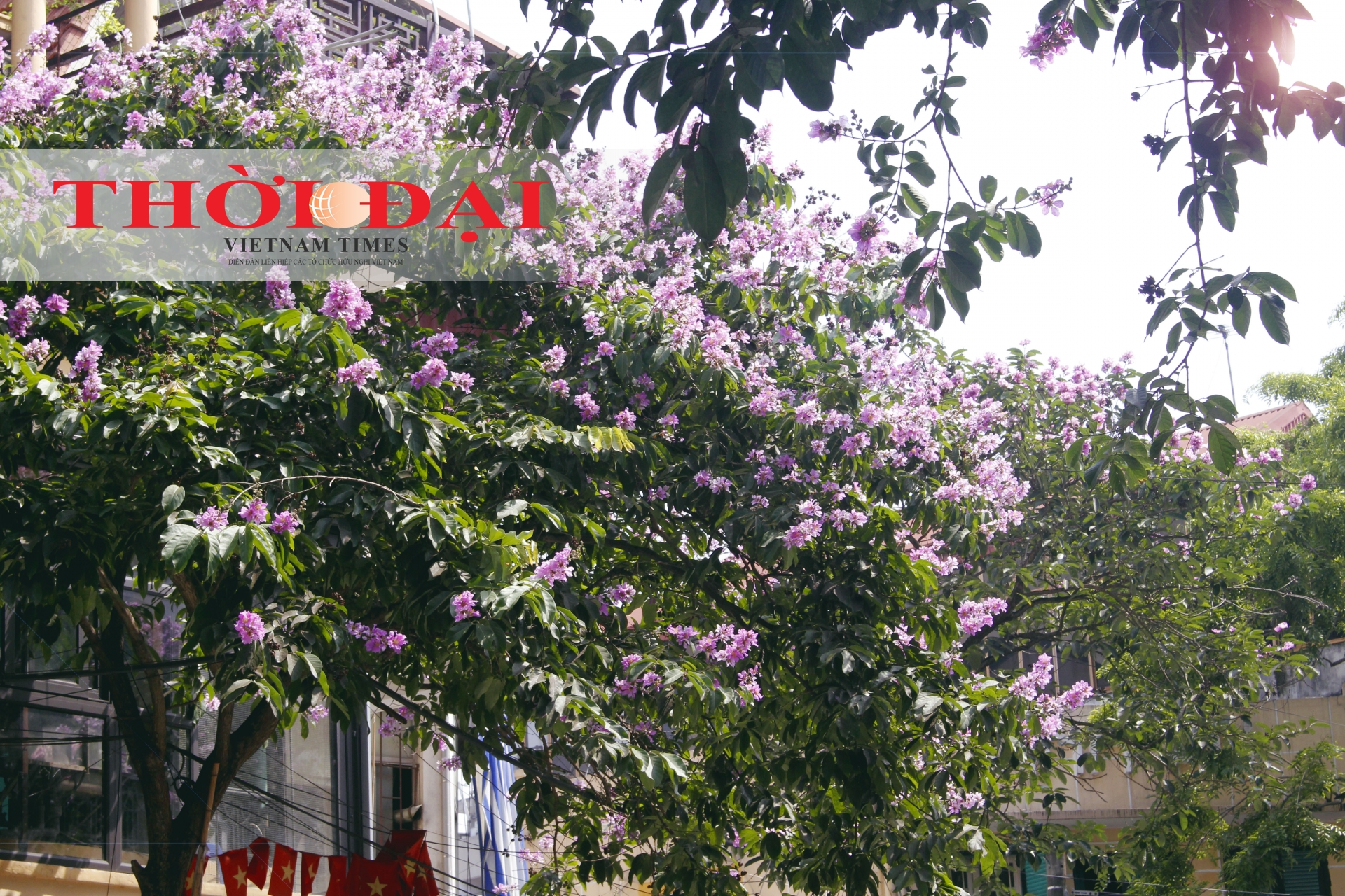 Rợp trời sắc tím bằng lăng giữa lòng Hà Nội chum anh sac tim bang lang giua long ha noi