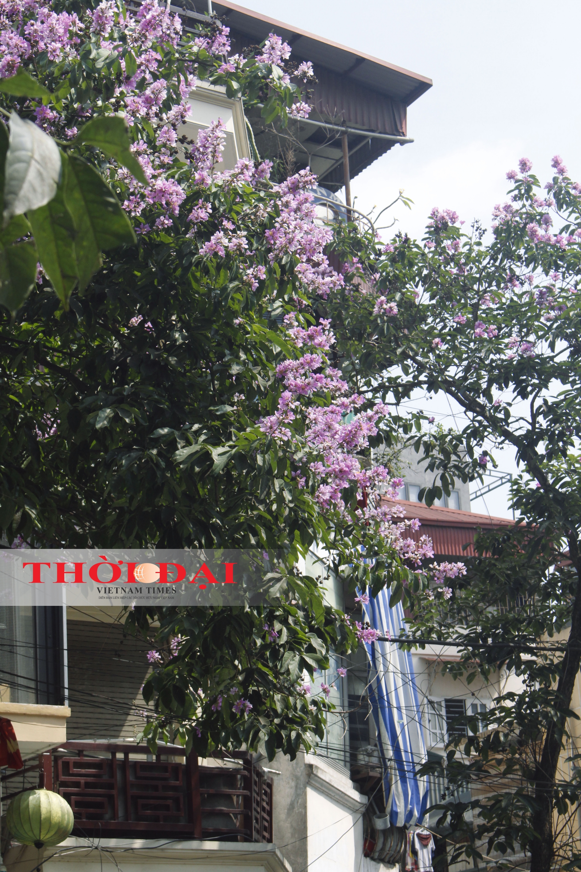 Rợp trời sắc tím bằng lăng giữa lòng Hà Nội chum anh sac tim bang lang giua long ha noi