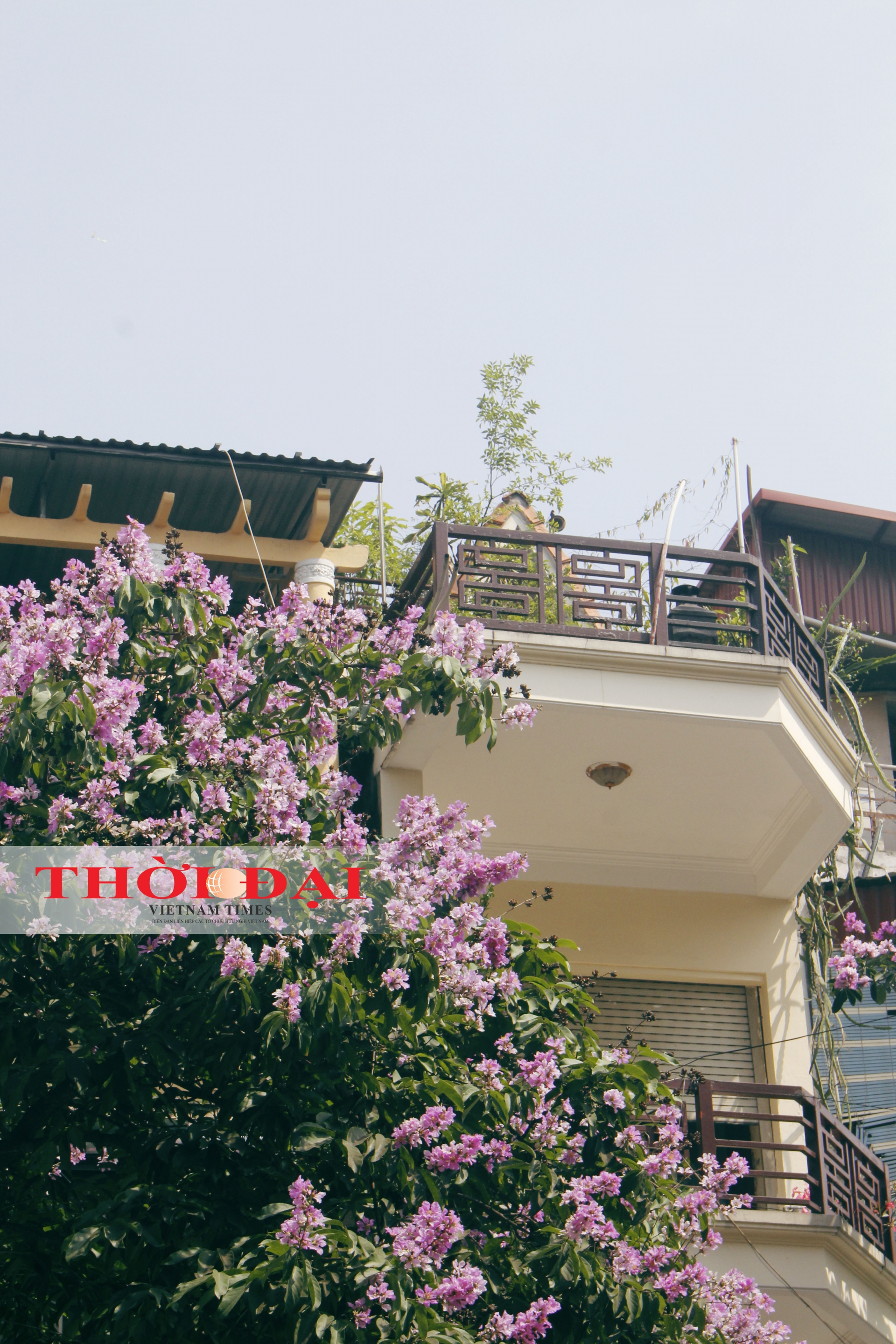 Rợp trời sắc tím bằng lăng giữa lòng Hà Nội chum anh sac tim bang lang giua long ha noi