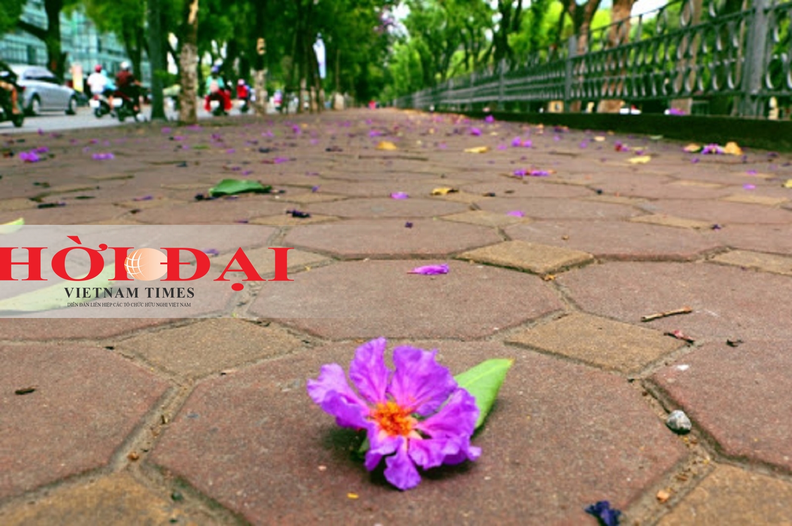 Rợp trời sắc tím bằng lăng giữa lòng Hà Nội chum anh sac tim bang lang giua long ha noi