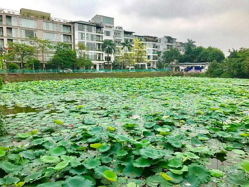 Chùm ảnh: Hương sắc sen Hồ Tây hút hồn người Hà Nội bất chấp cái nóng hơn 40 độ C chum anh huong sac sen ho tay hut hon nguoi ha noi bat chap cai nong hon 40 do c