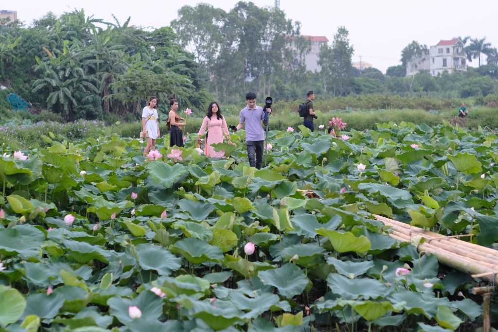 Chùm ảnh: Hương sắc sen Hồ Tây hút hồn người Hà Nội bất chấp cái nóng hơn 40 độ C chum anh huong sac sen ho tay hut hon nguoi ha noi bat chap cai nong hon 40 do c