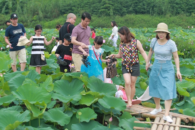 Chùm ảnh: Hương sắc sen Hồ Tây hút hồn người Hà Nội bất chấp cái nóng hơn 40 độ C chum anh huong sac sen ho tay hut hon nguoi ha noi bat chap cai nong hon 40 do c
