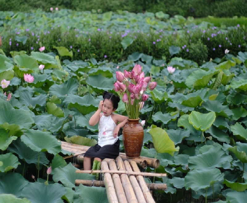 Chùm ảnh: Hương sắc sen Hồ Tây hút hồn người Hà Nội bất chấp cái nóng hơn 40 độ C chum anh huong sac sen ho tay hut hon nguoi ha noi bat chap cai nong hon 40 do c