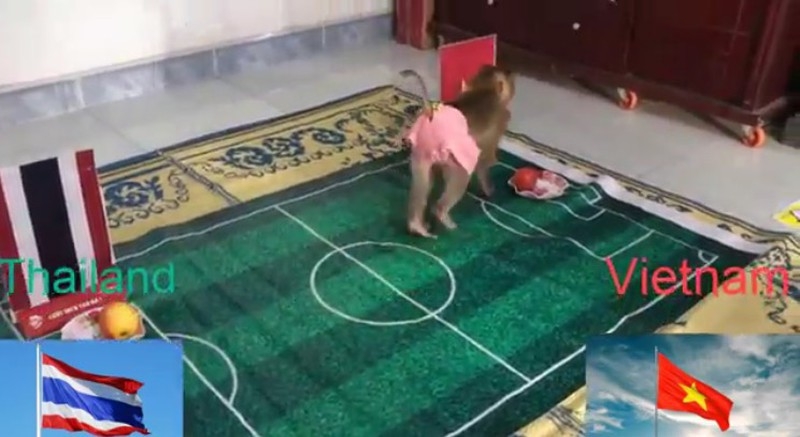 tran thai lan viet nam qua tien tri dong vat