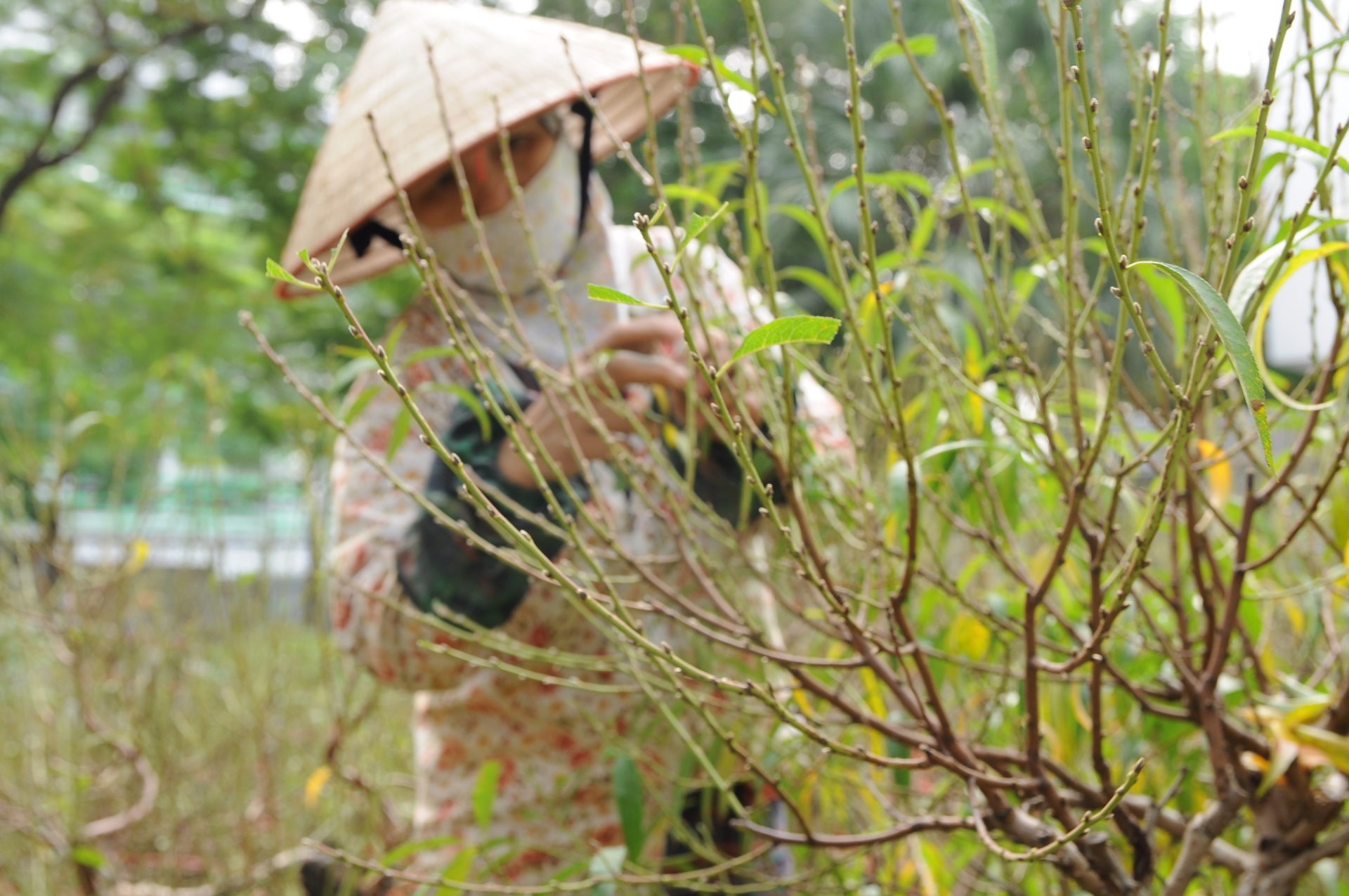 Chưa đến Tết, đào thế và bưởi cảnh loại "khủng" xuất hiện giữa phố Hà Nội chua den tet dao the va buoi canh loai khung xuat hien giua pho ha noi