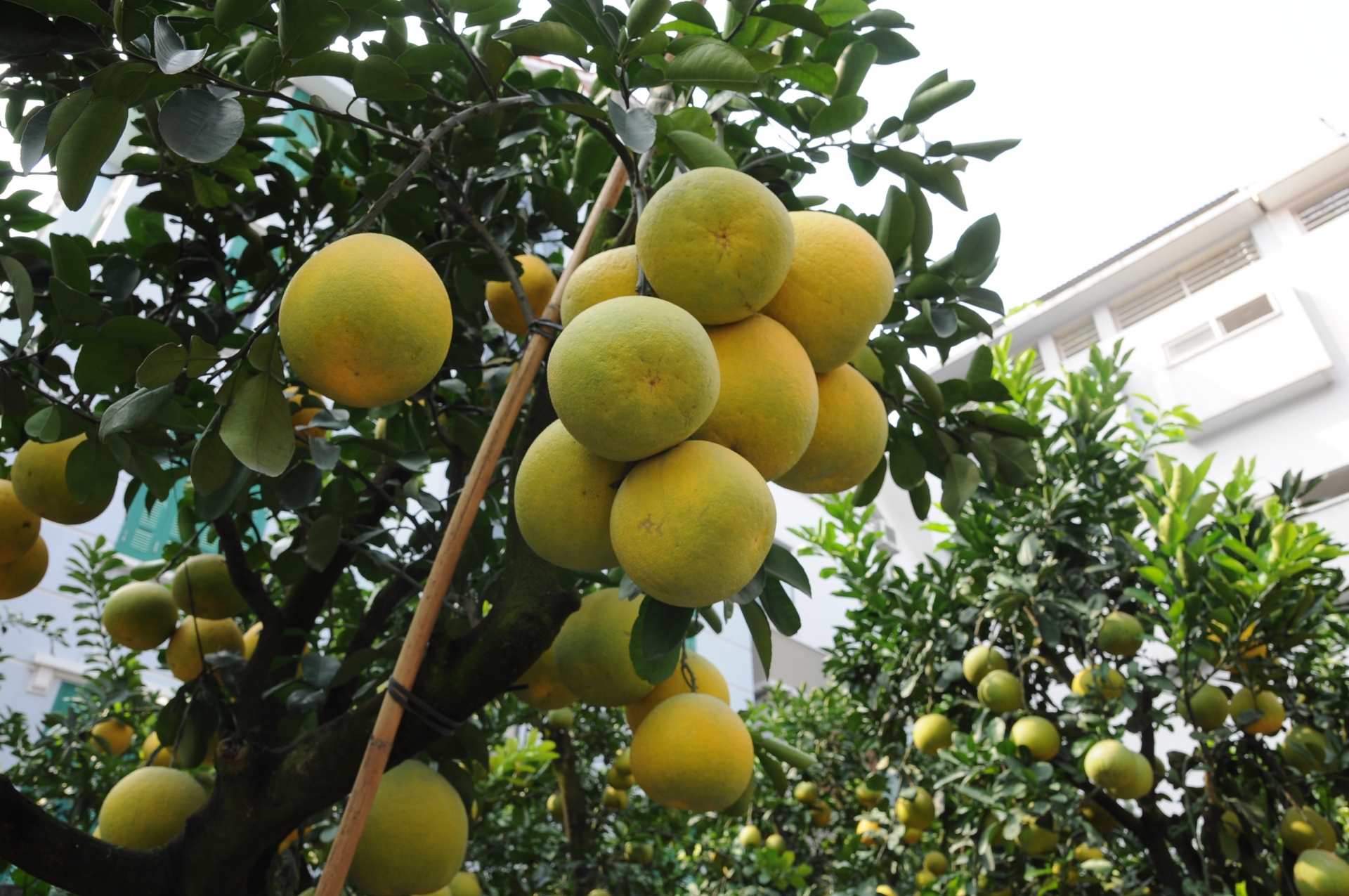 Chưa đến Tết, đào thế và bưởi cảnh loại "khủng" xuất hiện giữa phố Hà Nội chua den tet dao the va buoi canh loai khung xuat hien giua pho ha noi