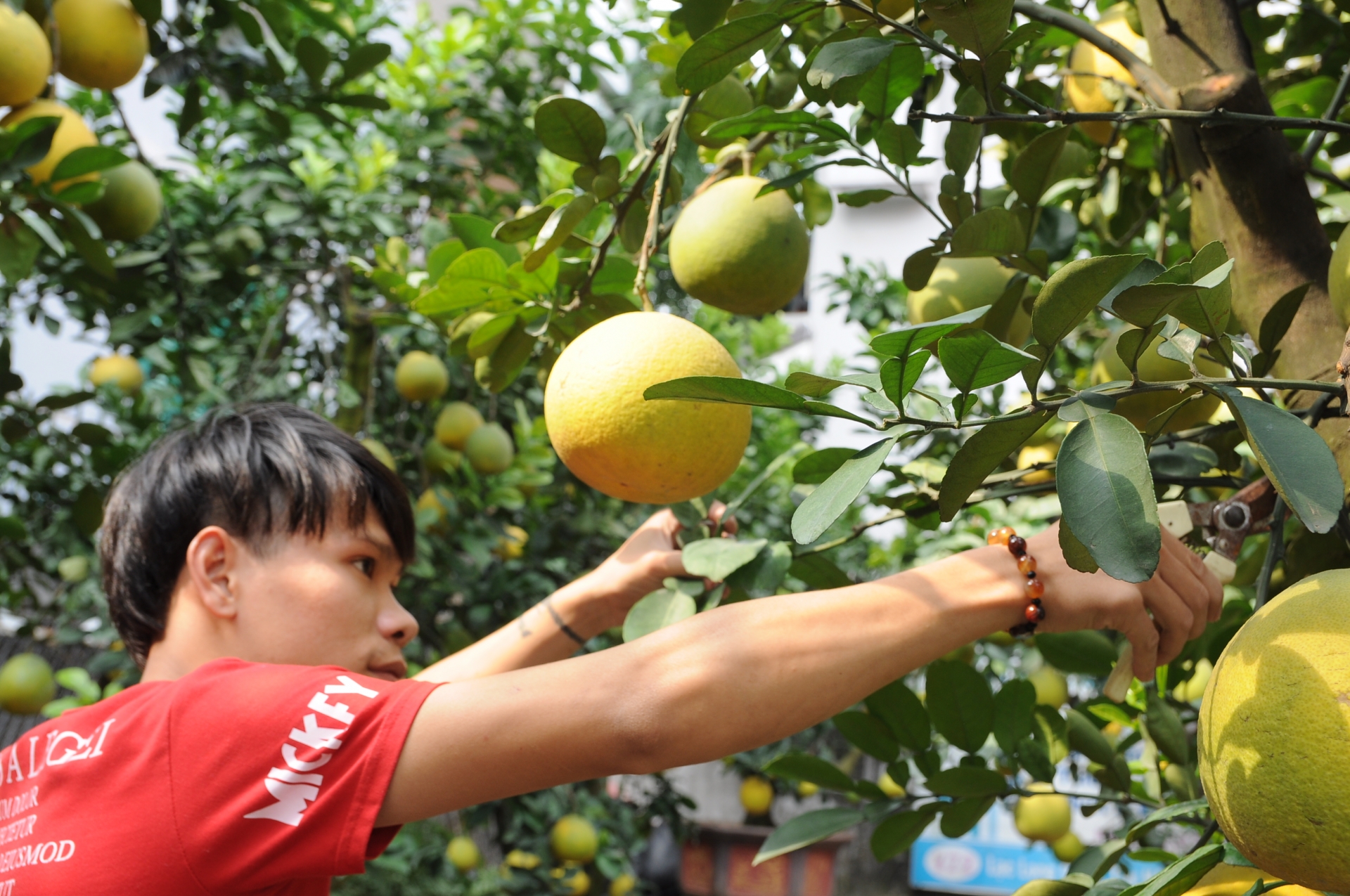 Chưa đến Tết, đào thế và bưởi cảnh loại "khủng" xuất hiện giữa phố Hà Nội chua den tet dao the va buoi canh loai khung xuat hien giua pho ha noi