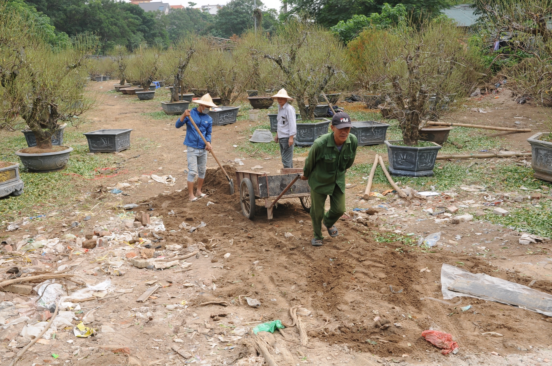 Chưa đến Tết, đào thế và bưởi cảnh loại "khủng" xuất hiện giữa phố Hà Nội chua den tet dao the va buoi canh loai khung xuat hien giua pho ha noi