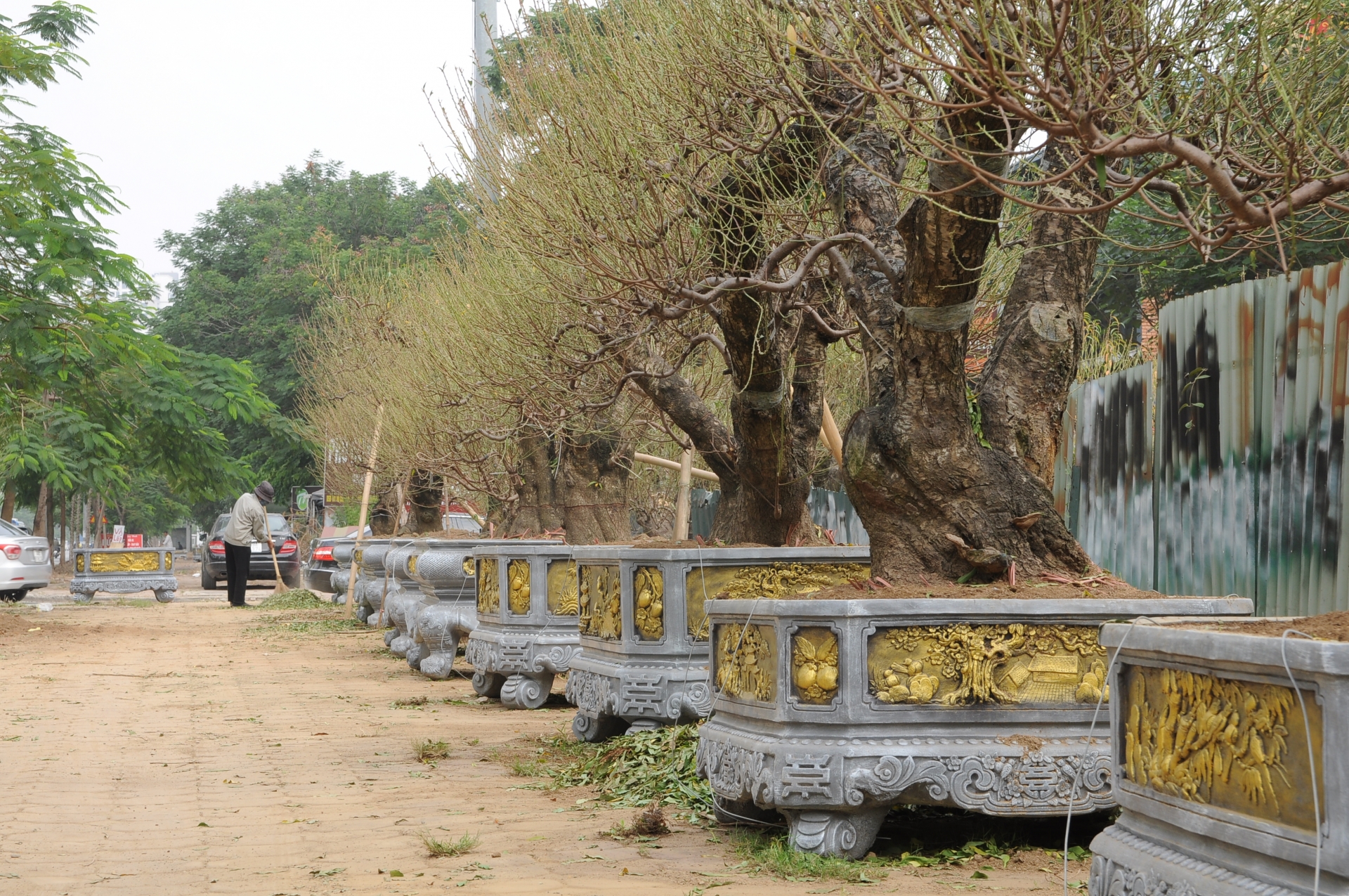 Chưa đến Tết, đào thế và bưởi cảnh loại "khủng" xuất hiện giữa phố Hà Nội chua den tet dao the va buoi canh loai khung xuat hien giua pho ha noi
