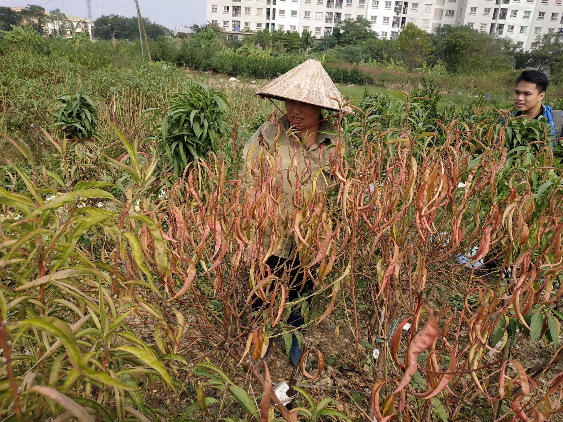 Chùm ảnh: Hàng nghìn cây đào ở Hà Nội chưa kịp "đón" Tết đã héo dần, chết khô chum anh hang nghin cay dao o ha noi chua kip don tet da heo dan chet kho