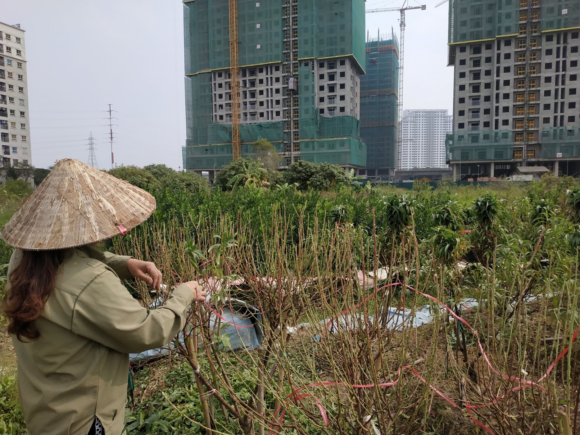 Chùm ảnh: Hàng nghìn cây đào ở Hà Nội chưa kịp "đón" Tết đã héo dần, chết khô chum anh hang nghin cay dao o ha noi chua kip don tet da heo dan chet kho