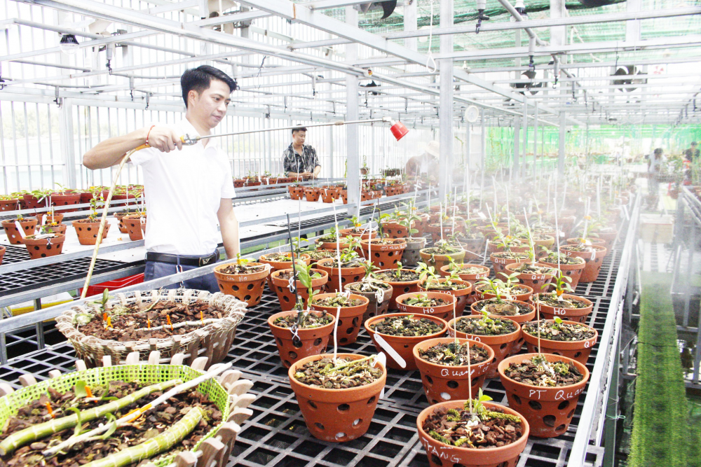 Hằng ngày anh Long theo dõi sự phát triển của Hoa Lan. Hằng ngày anh Long theo dõi sự phát triển của Hoa Lan.