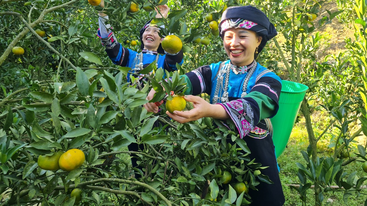 Những phụ nữ vùng cao Chú thích ảnh