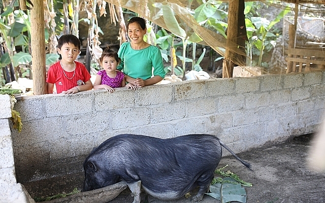 Nuôi lợn giúp cải thiện đời sống người dân địa phương (Ảnh: ChildFund Việt Nam). 3513 6f32ff43d1beed91fa91043a1c01796b