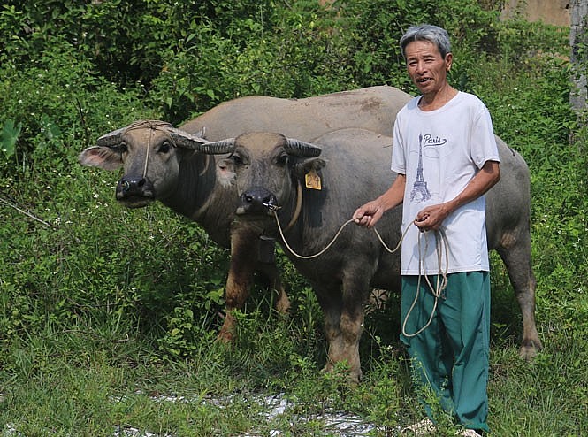 Ông Trần Ngọc Phái, xóm 7, xã Phúc Tân (T.X Phổ Yên, tỉnh Thái Nguyên) thoát nghèo nhờ chăn nuôi trâu sinh sản. (Ảnh: Dân Việt) Ông Trần Ngọc Phái, xóm 7, xã Phúc Tân (T.X Phổ Yên, tỉnh Thái Nguyên) thoát nghèo nhờ chăn nuôi trâu sinh sản. (Ảnh: Dân Việt)