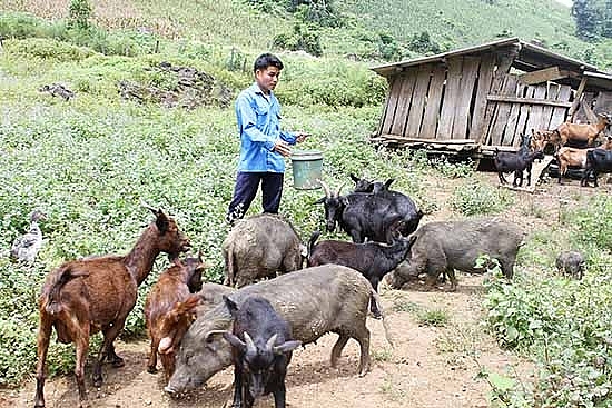 Anh Cà Văn Tiềm, bản Na Ngua, xã Mường Lựm (Yên Châu) chăm sóc đàn vật nuôi. Anh Cà Văn Tiềm, bản Na Ngua, xã Mường Lựm (Yên Châu) chăm sóc đàn vật nuôi.