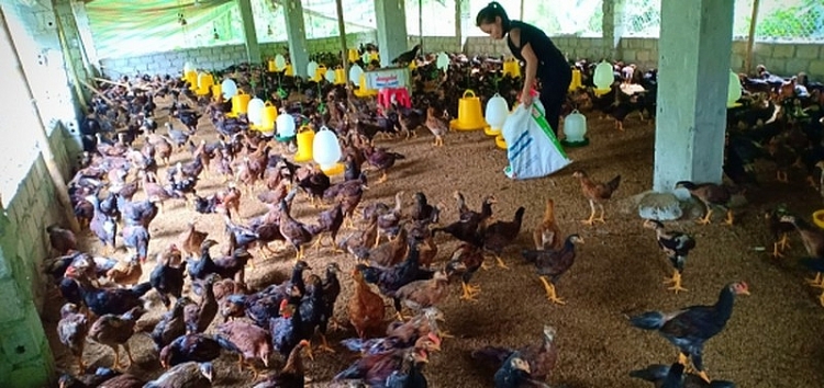 Nhiều gia đình thoát nghèo vì được hưởng lợi từ chính sách giảm nghèo bền vững. Nhiều gia đình thoát nghèo vì được hưởng lợi từ chính sách giảm nghèo bền vững.