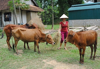 Nhiều mô hình kinh tế phát huy hiệu quả, giúp bà con Điện Biên thoát nghèo bền vững