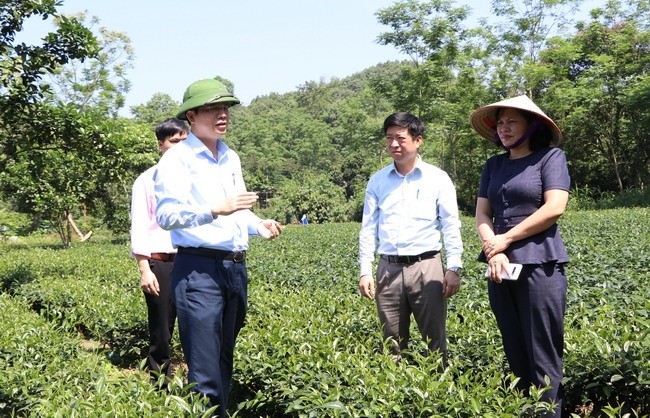 Cây chè được chọn làm nòng cốt trong xây dựng NTM theo học thuyết vừa và đủ tại xóm Đồng Bòng Cây chè được chọn làm nòng cốt trong xây dựng NTM theo học thuyết vừa và đủ tại xóm Đồng Bòng