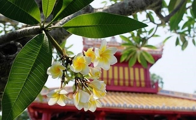 Emergence of colourful flowers in Hue marks the arrival of summer Emergence of colourful flowers in Hue marks the arrival of summer