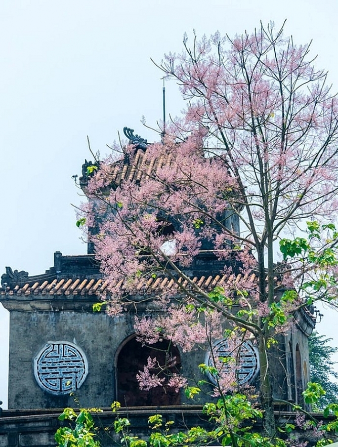 Emergence of colourful flowers in Hue marks the arrival of summer Emergence of colourful flowers in Hue marks the arrival of summer