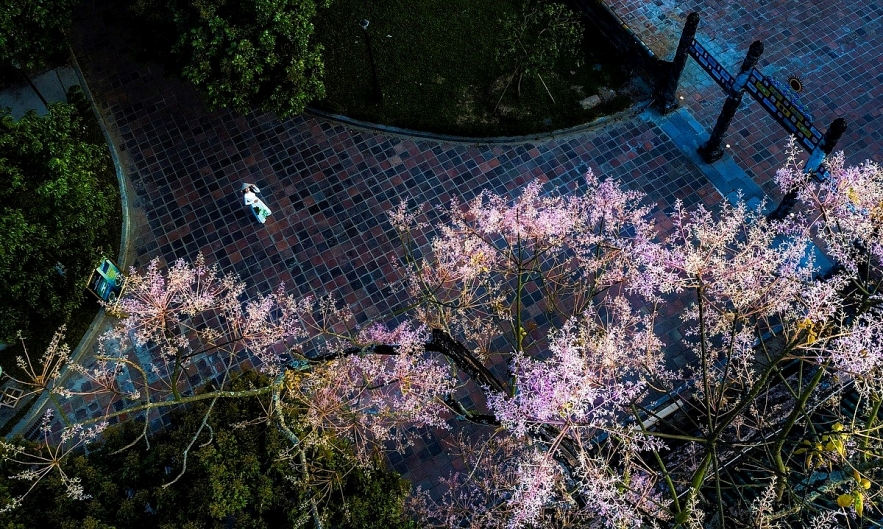 Emergence of colourful flowers in Hue marks the arrival of summer Emergence of colourful flowers in Hue marks the arrival of summer