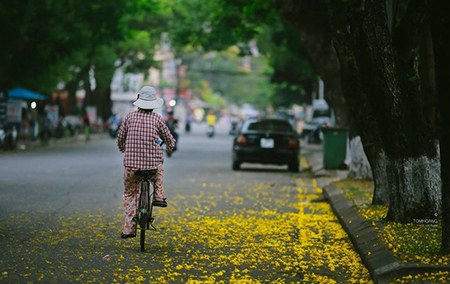 Emergence of colourful flowers in Hue marks the arrival of summer Emergence of colourful flowers in Hue marks the arrival of summer