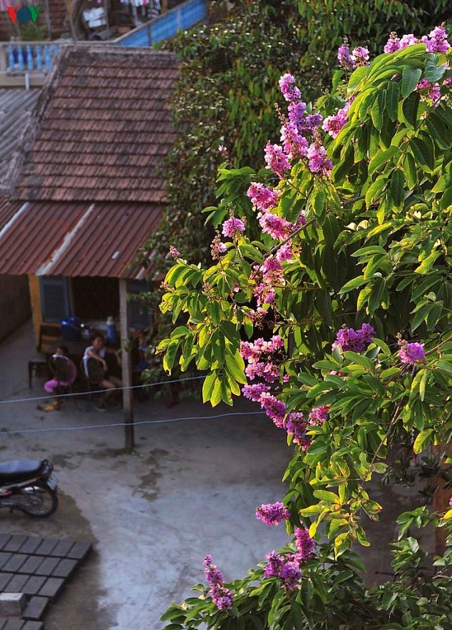 Emergence of colourful flowers in Hue marks the arrival of summer Emergence of colourful flowers in Hue marks the arrival of summer