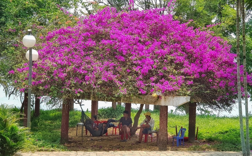 Emergence of colourful flowers in Hue marks the arrival of summer Emergence of colourful flowers in Hue marks the arrival of summer