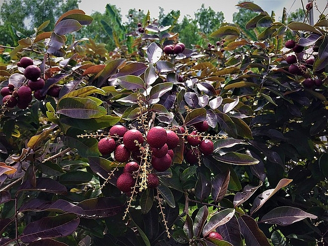 Purple longan: the unique fruit helping farmers earn a fortune. Purple longan: the unique fruit helping farmers earn a fortune.