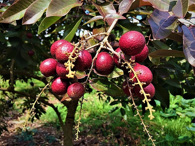 Purple longan: the unique fruit helping farmers earn a fortune. Purple longan: the unique fruit helping farmers earn a fortune.