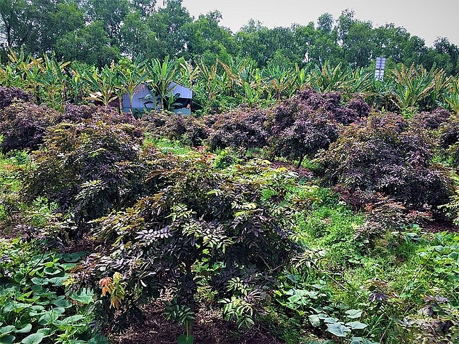 Purple longan: the unique fruit helping farmers earn a fortune. Purple longan: the unique fruit helping farmers earn a fortune.