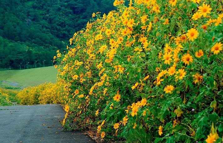 undefined 4039 wild sunflower 8