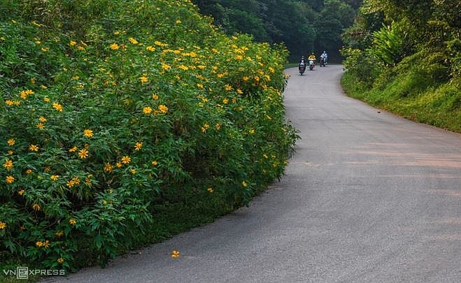 undefined 4041 wild sunflower 9