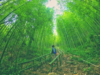 lost in the na hang tua chu bamboo forest northwest of vietnam