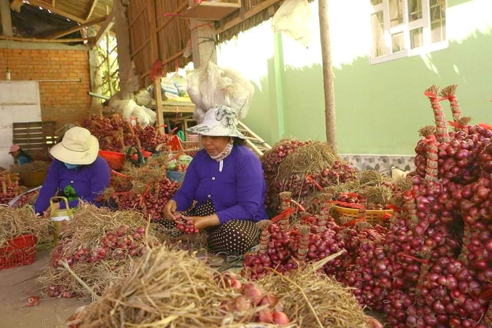 Hơn 300 tấn hành tím Vĩnh Châu được đăng ký “giải cứu” Hơn 300 tấn hành tím Vĩnh Châu được đăng ký “giải cứu”