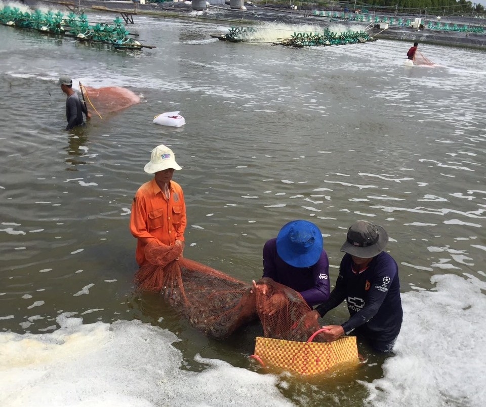 phan dau kim ngach xuat khau tom dat 35 ty usd trong nam 2020