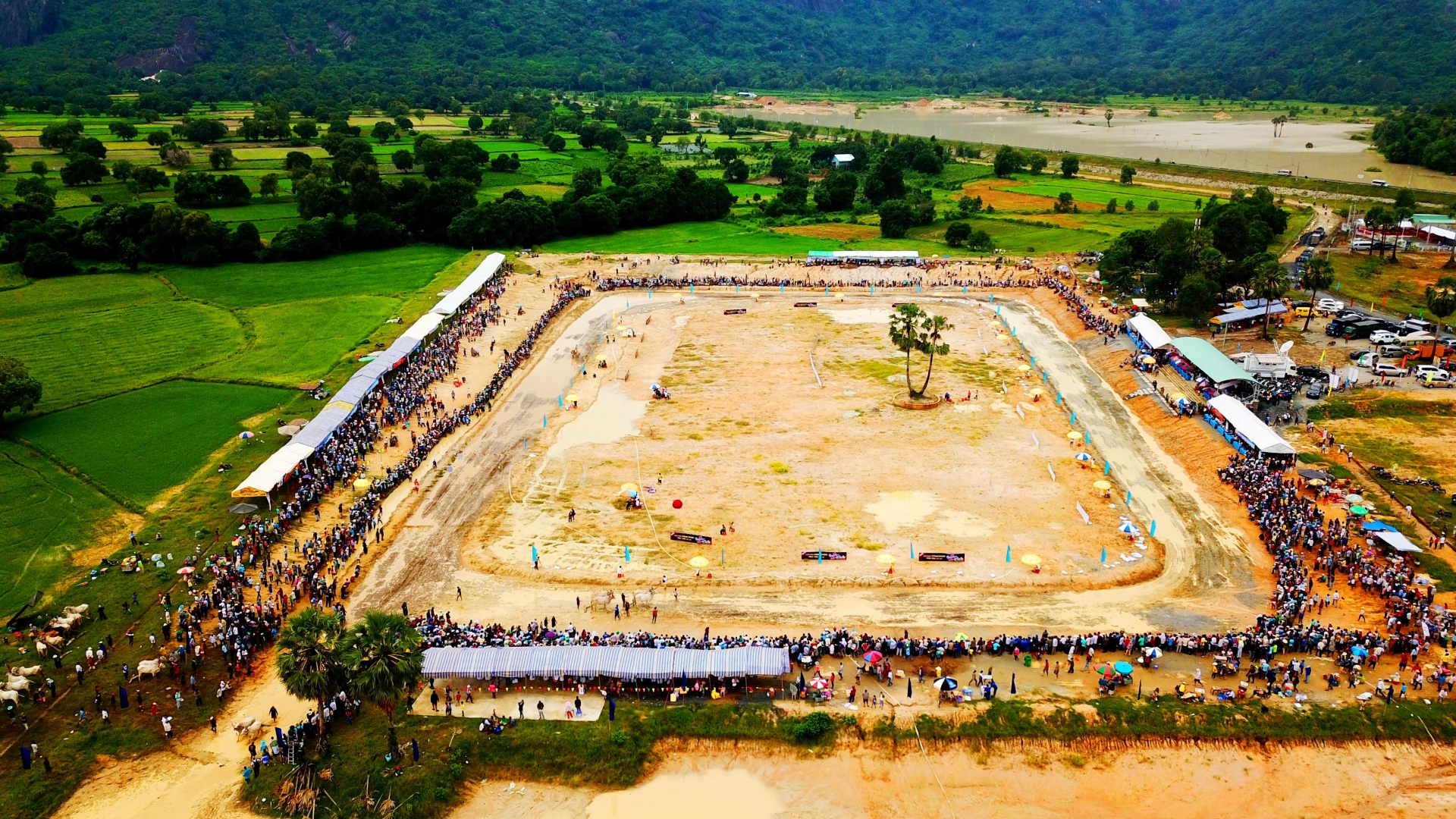Mãn nhãn, gay cấn tại lễ hội đua bò Bảy Núi man nhan gay can tai hoi dua bo bay nui nam 2019 o an giang