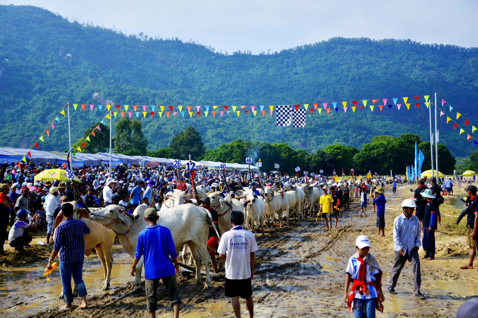 Mãn nhãn, gay cấn tại lễ hội đua bò Bảy Núi man nhan gay can tai hoi dua bo bay nui nam 2019 o an giang