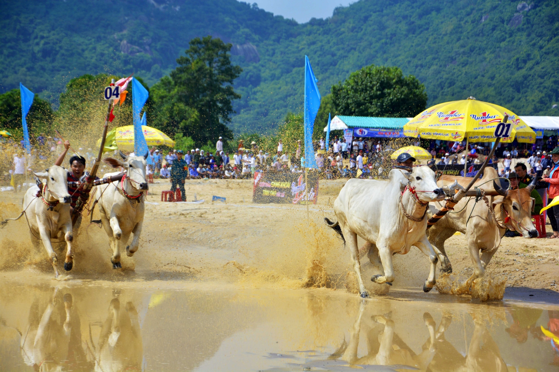 Mãn nhãn, gay cấn tại lễ hội đua bò Bảy Núi man nhan gay can tai hoi dua bo bay nui nam 2019 o an giang