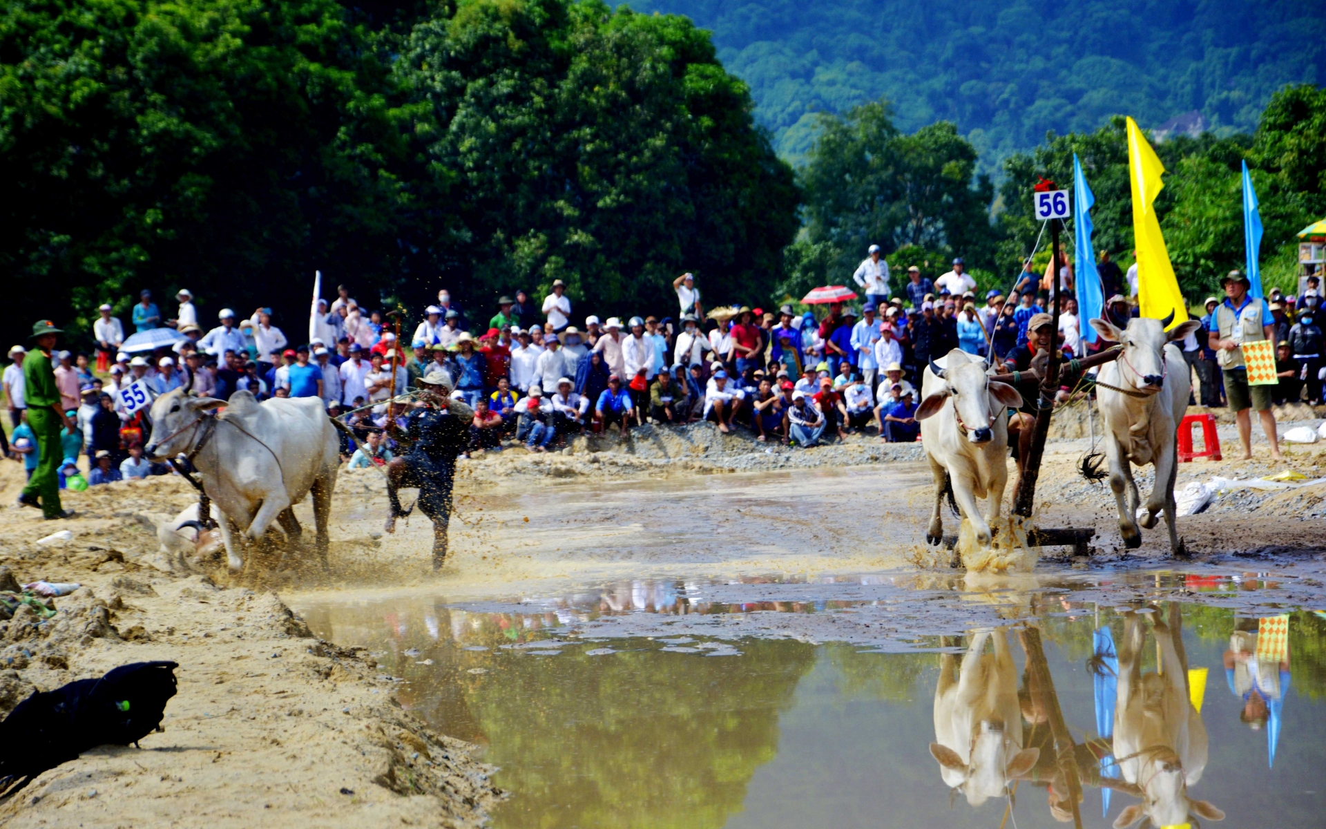 Mãn nhãn, gay cấn tại lễ hội đua bò Bảy Núi man nhan gay can tai hoi dua bo bay nui nam 2019 o an giang