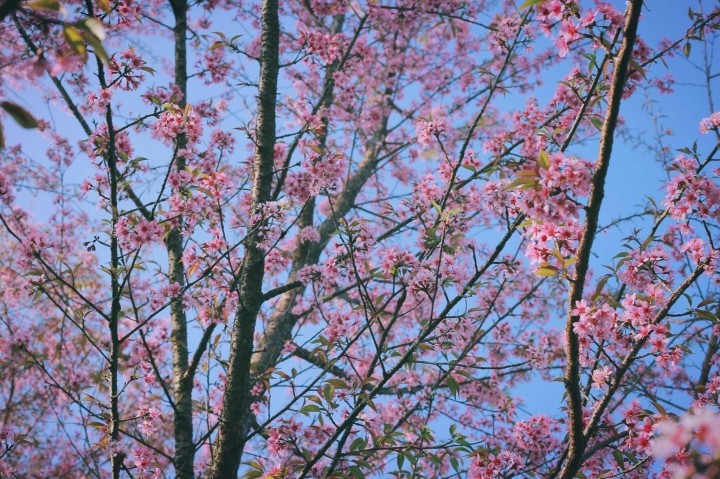 Springtime in Moc Chau Cherry Blossom Hidden Gem Springtime in Moc Chau Cherry Blossom Hidden Gem